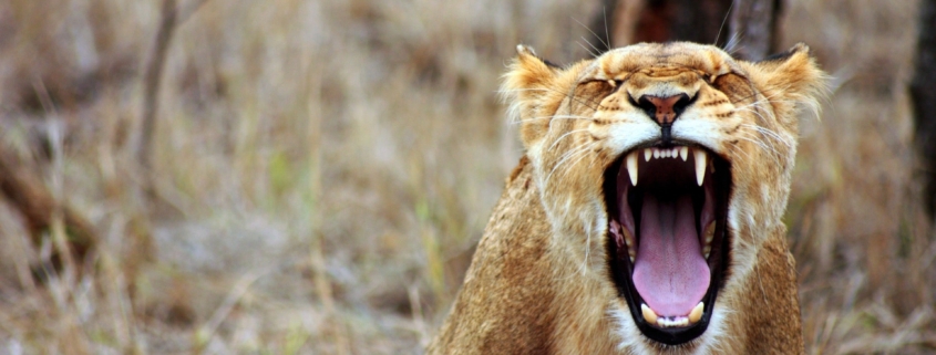 Vrede der skader dine kære. Få online hjælp under corona virussen